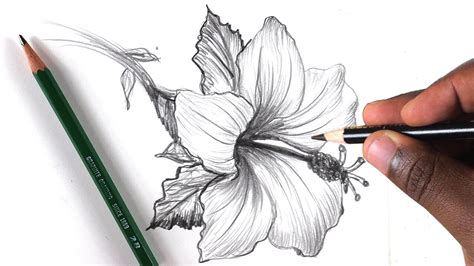 How to Draw Realistic Flowers Step by Step with Pencil.